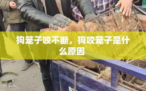 狗笼子咬不断,狗咬笼子是什么原因