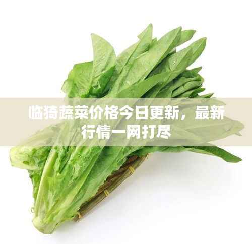 临猗蔬菜价格今日更新,最新行情一网打尽