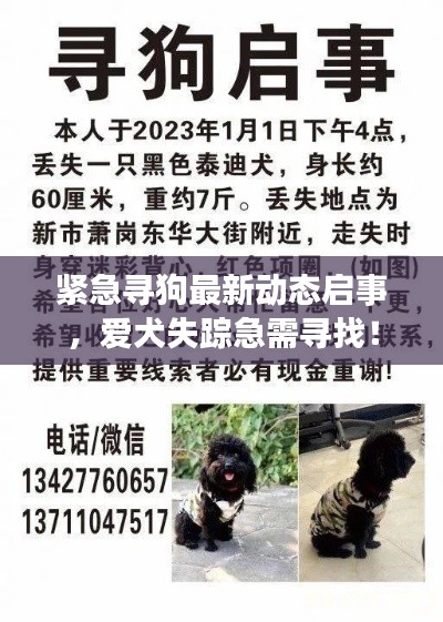 紧急寻狗最新动态启事,爱犬失踪急需寻找!