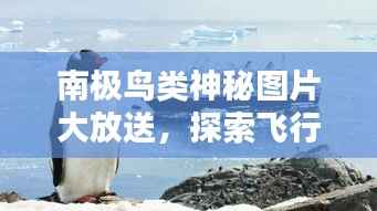 南极鸟类神秘图片大放送,探索飞行者在南极大陆的踪迹