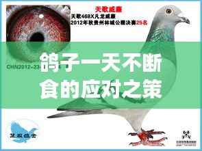 鸽子一天不断食的应对之策