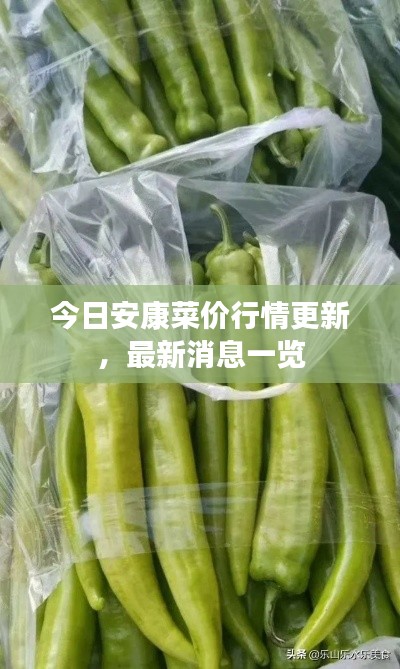 今日安康菜价行情更新,最新消息一览