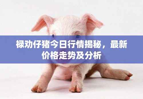 禄劝仔猪今日行情揭秘,最新价格走势及分析