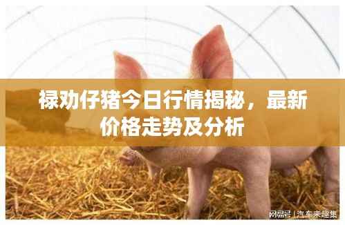禄劝仔猪今日行情揭秘,最新价格走势及分析
