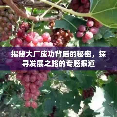 揭秘大厂成功背后的秘密,探寻发展之路的专题报道