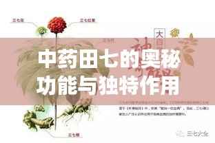 中药田七的奥秘功能与独特作用,百度权威解读揭秘!