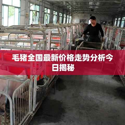 毛猪全国最新价格走势分析今日揭秘