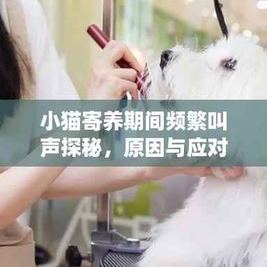 小猫寄养期间频繁叫声探秘,原因与应对策略