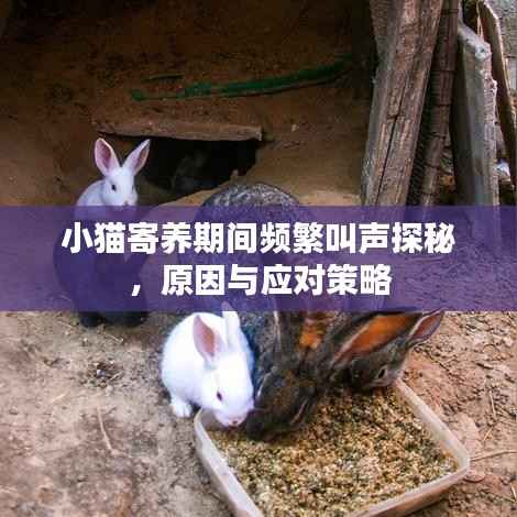 小猫寄养期间频繁叫声探秘,原因与应对策略