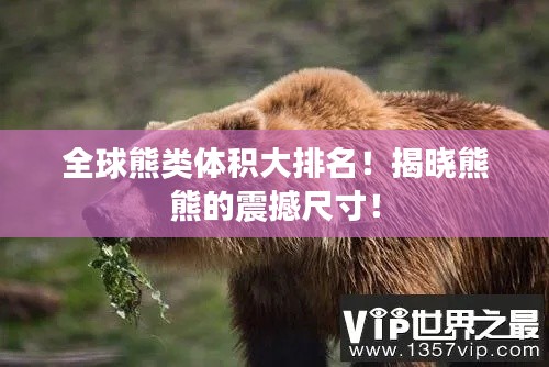 全球熊类体积大排名!揭晓熊熊的震撼尺寸!