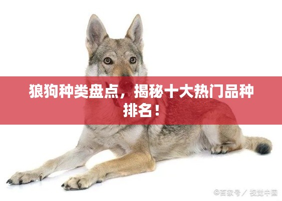 狼狗种类盘点，揭秘十大热门品种排名！