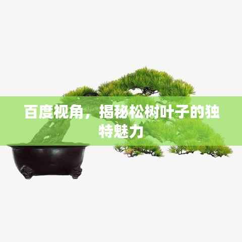 百度视角,揭秘松树叶子的独特魅力