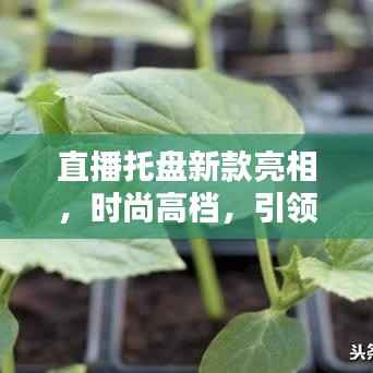 直播托盘新款亮相，时尚高档，引领潮流风潮！