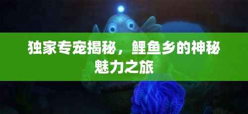 独家专宠揭秘,鲤鱼乡的神秘魅力之旅