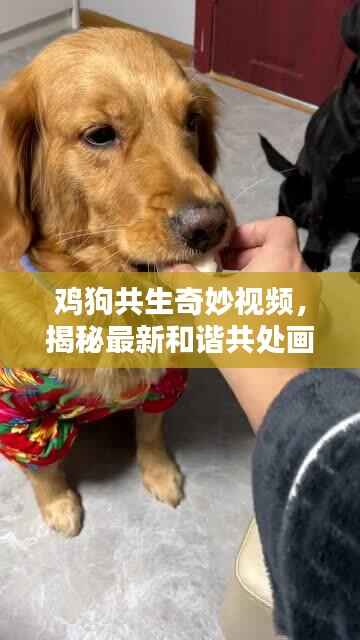 鸡狗共生奇妙视频,揭秘最新和谐共处画面